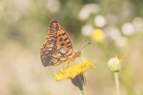 Butterfly on a flower Gratis Stockfotos