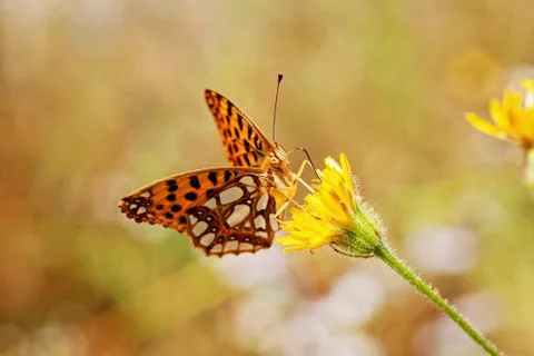 Butterfly on a flower Free Stock Photos