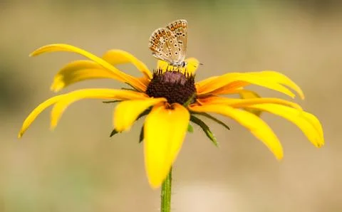 Butterfly, flower Stock Photos