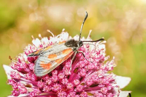 Butterfly on flower Stock Photos