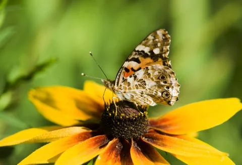 Butterfly on a flower Stock Photos