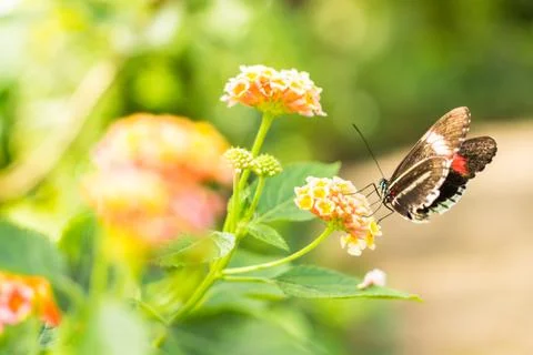 Butterfly On A Flower Stock Photos