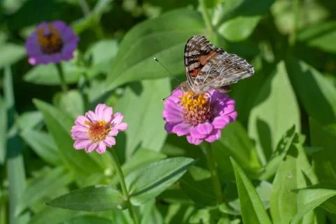 Butterfly on a flower Stock Photos