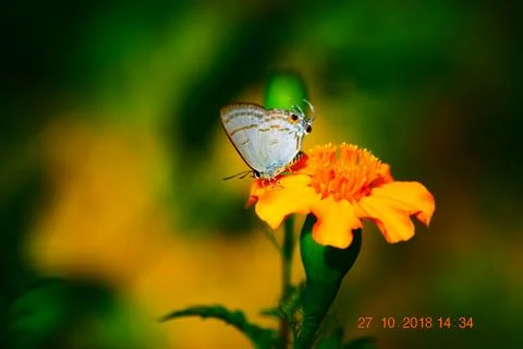 Butterfly on Flower Stock Photos