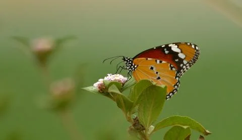 Butterfly on flower Stock Photos