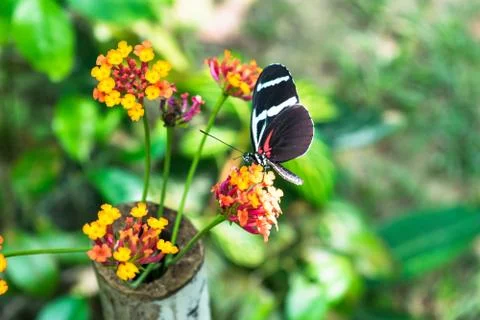 Butterfly on a flower Stock Photos