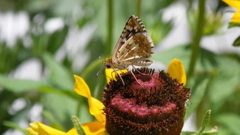 Butterfly on Flower Stock Photos