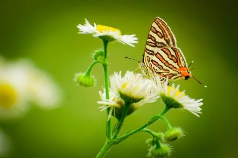 Butterfly on flower Stock Photos