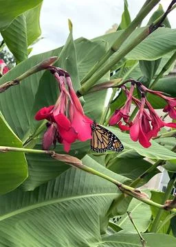 Butterfly On a Flower Stock Photos