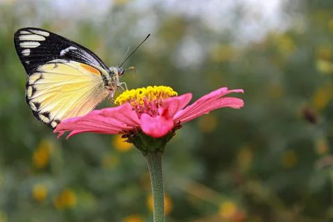 Butterfly on A Flower 写真素材