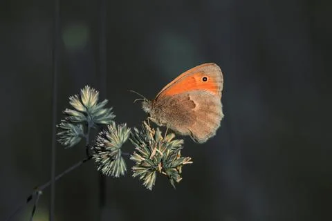 Butterfly on a flower Stock Photos