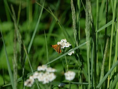 Butterfly on the flower Stock Photos