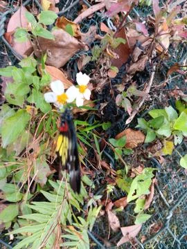 Butterfly on flower Stock Photos