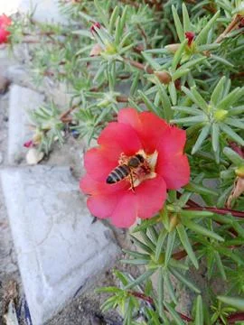 Butterfly on a flower Stockfoto's