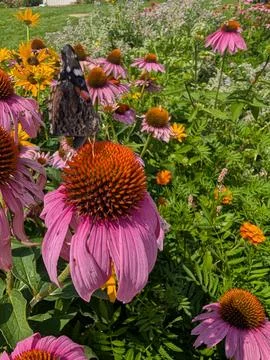 Butterfly on flower 스톡 사진
