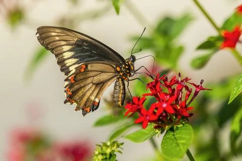 Butterfly on a flower. Stock Photos