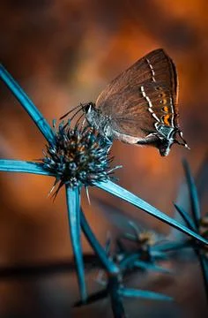 Butterfly on the Flower Stock Photos