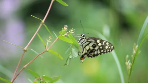 Butterfly On The Flower Plants Stock Footage 103582228