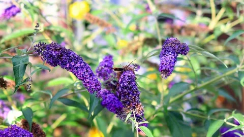 A butterfly on a flower in slow motion 4k video Stock Footage 346831480
