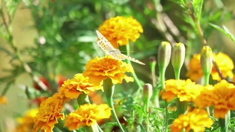 Butterfly on a flower, slow motion Stock Footage 79534840