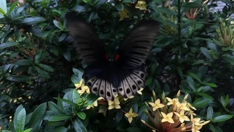 Butterfly on Flower - Slow motion Stockbeeldmateriaal 81066570