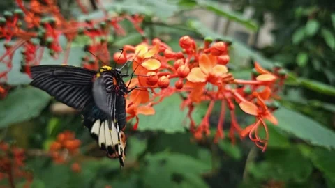 A butterfly on a flower in slow motion Stock Footage 256460031