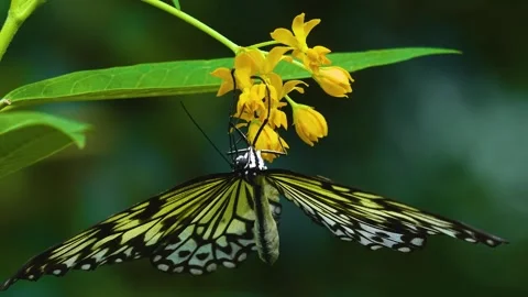 A butterfly on a flower in slow motion Stock Footage 310144226