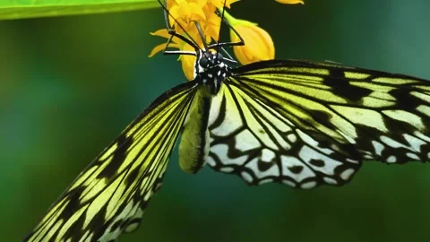 A butterfly on a flower in slow motion Stock Footage 310144237