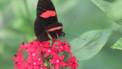 Butterfly on the flower slow motion high definition footage video meadows Stock Footage 261443641