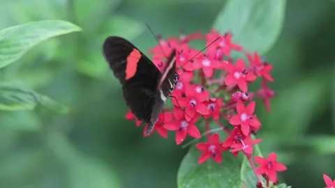 Butterfly on the flower slow motion high definition footage video meadows Stock Footage 261443668