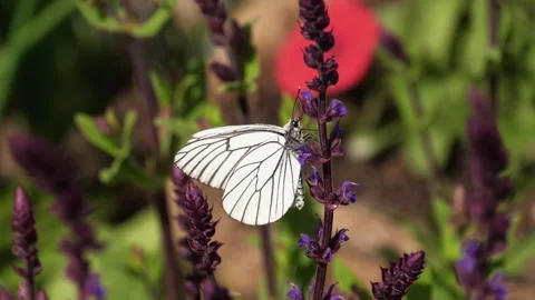 Butterfly on a flower, summer Stock Footage 201484866