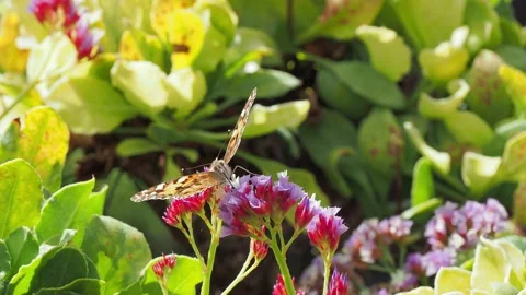Butterfly on a flower in the sunlight Vidéo 132294731