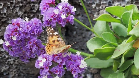 Butterfly on a flower in the sunlight Stock-Footage 132294771