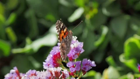 Butterfly on a flower in the sunlight Stock Footage 132294772