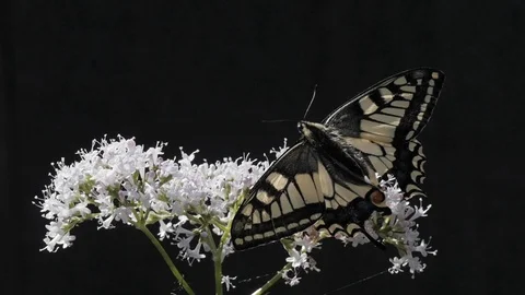 Butterfly on Flower Swallowtail on black background in Nature Wildlife Stock Footage 111322366