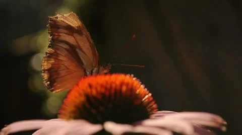 Butterfly on Flower two more join it 023141 Stock Footage 8909376
