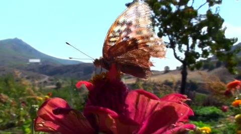 Butterfly , Flower, View, Background, Landscape Vidéo 42804523
