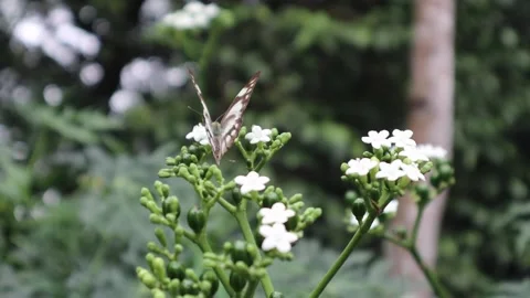 Butterfly Flower White Background Wallpapers Beauty Lepidoptera Wing Stock Footage 222652706