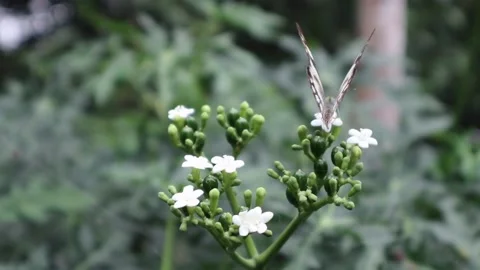 Butterfly Flower White  Background Wallpapers Beauty Lepidoptera Wing Stock Footage 222652731