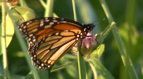 Butterfly on flower in the wind closeup Stock Footage 32937262