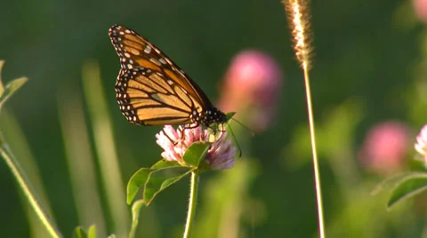 Butterfly on flower in the wind full shot Stock Footage 32937101