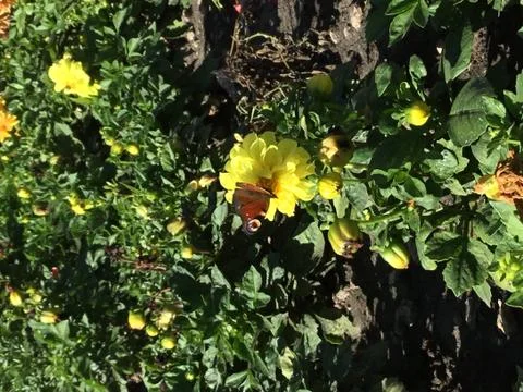 Butterfly in flowerbed Foto stock