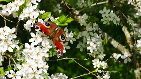 A butterfly on a flowering bird cherry tree eats nectar. 動画素材 239848998