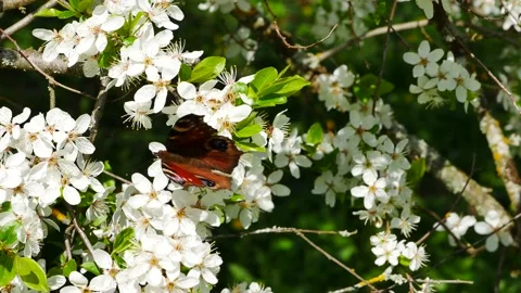 A butterfly on a flowering bird cherry tree eats nectar and flies away. 스톡 동영상 239849018