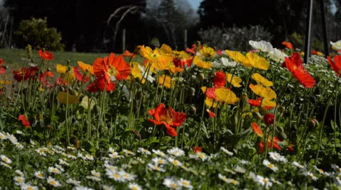 Butterfly on Flowers Stock Footage 41319596