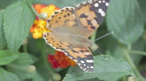 Butterfly on flowers Stock Footage 43873909