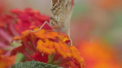 Butterfly on flowers Stock Footage 43875652