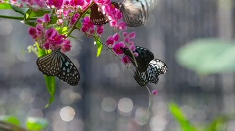 Butterfly on flowers Stock Footage 60969528