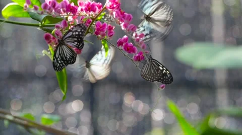 Butterfly on flowers Stock-Footage 61281120