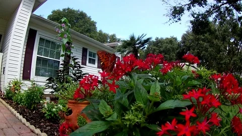 Butterfly on Flowers Stock Footage 92592543